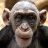 Digimonkey