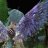 angelgarden