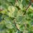 ginkgo