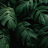 Andu_