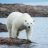 polarbear62